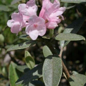 Розовый цветок Саган Дайля