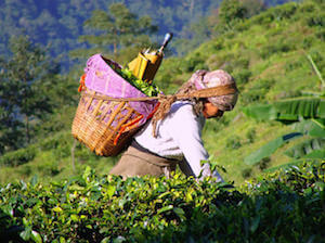 Женщина на чайной плантации 