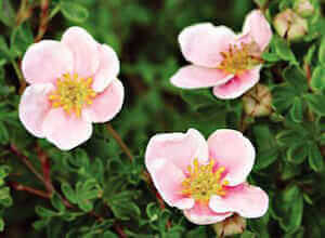 Розовые цветы курильского чая