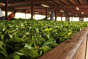 Ферментация чайного листа в затененном месте