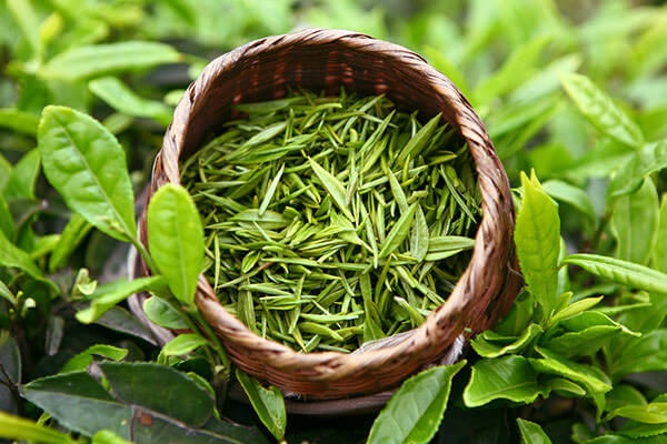 Чудесный зеленый чай выращивают на плантациях в Китае