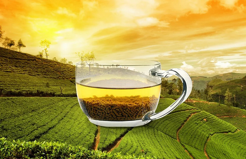 Полезные свойства гречишного чая: выбор и заваривание